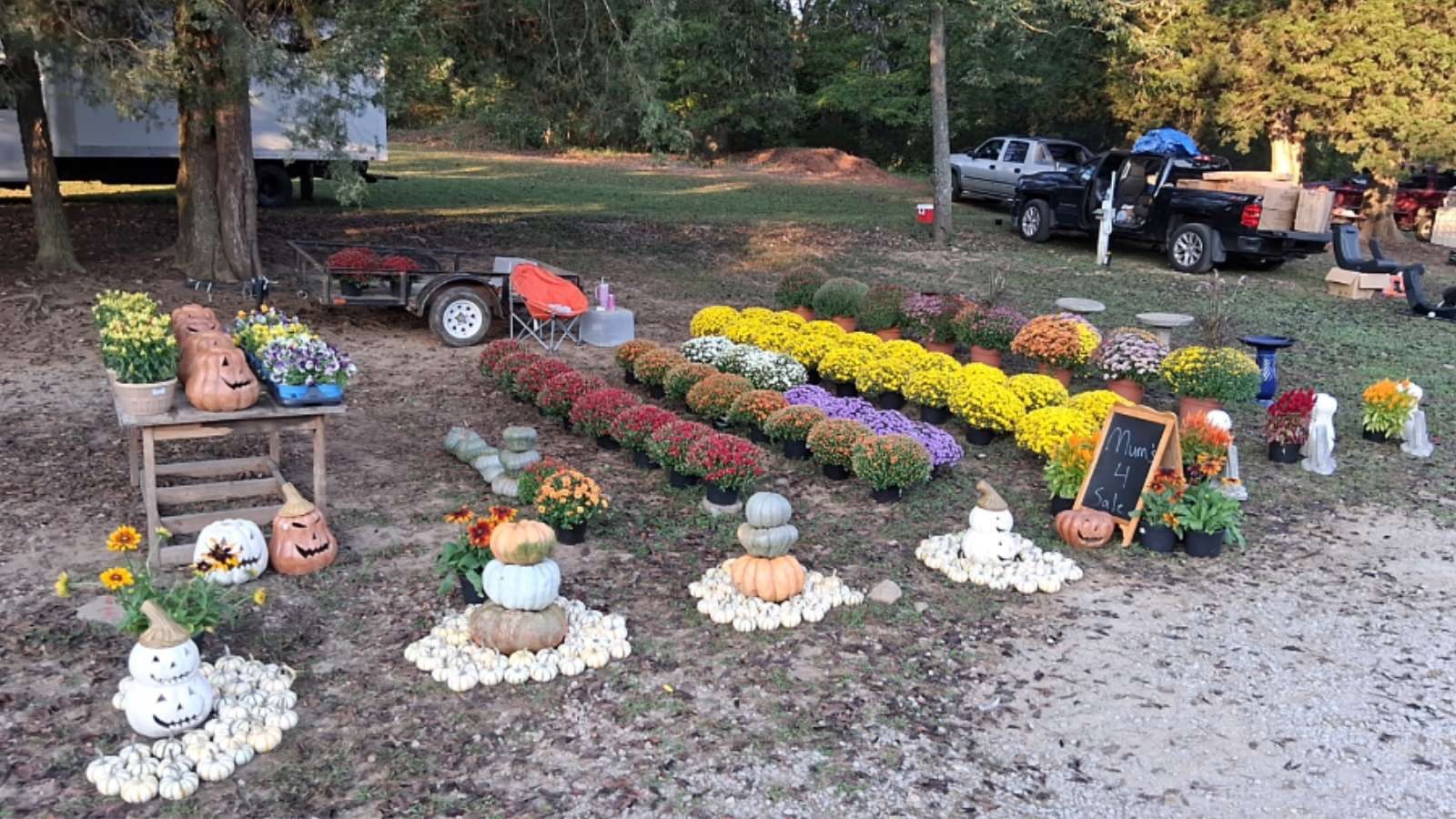 Fall mums and pumpkin display