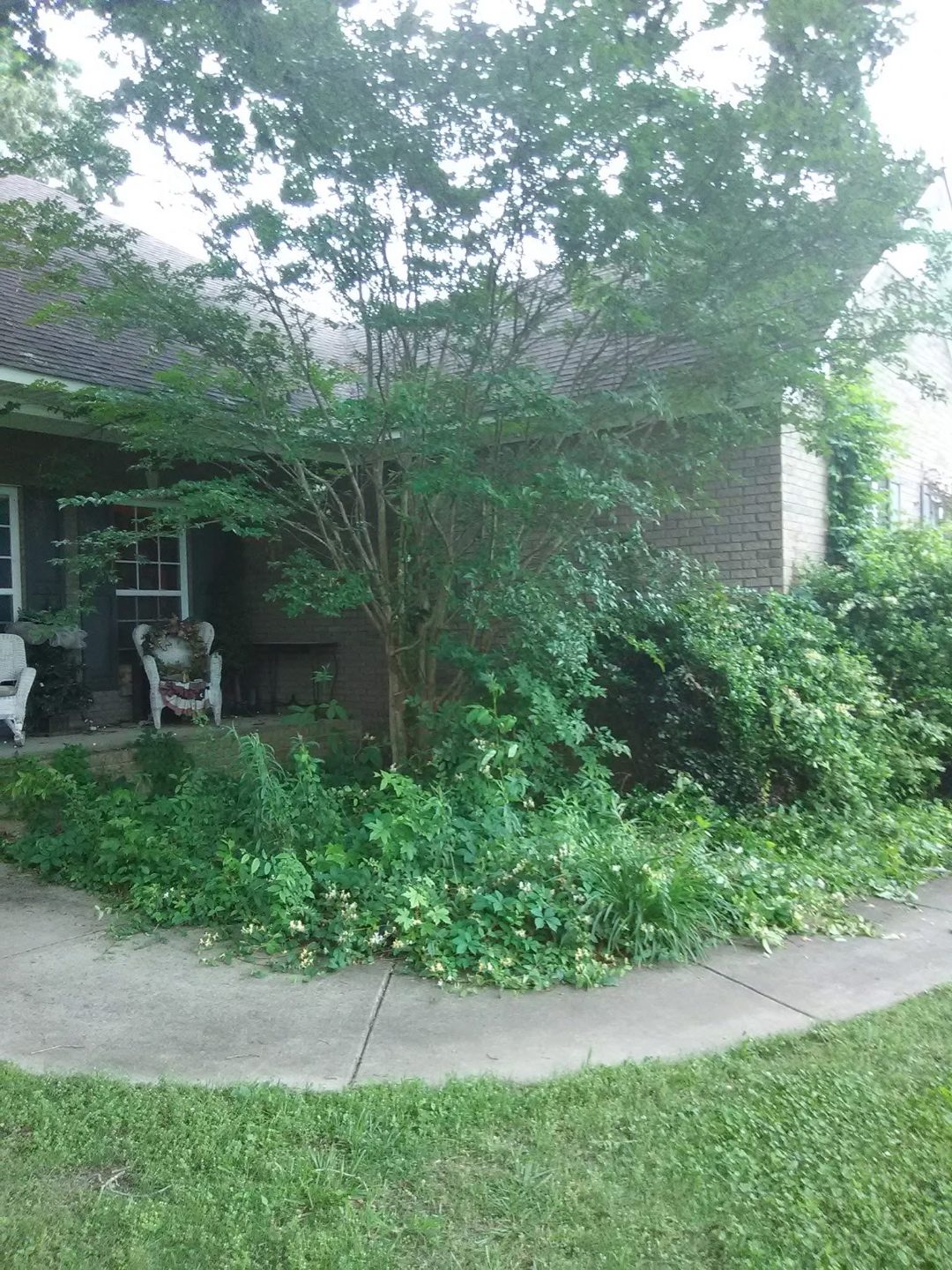 Overgrown flower beds before cleanup