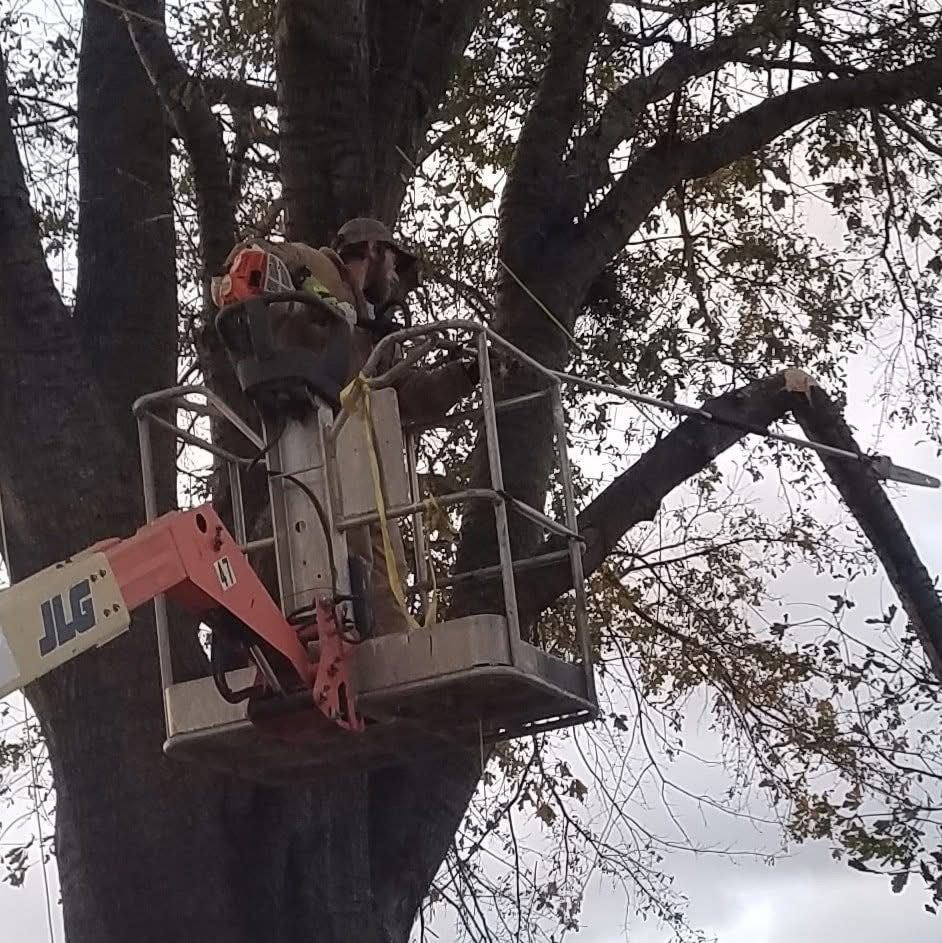 Bucket truck tree work