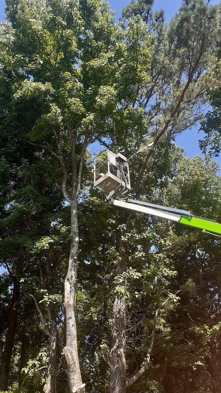 Tree trimming service in North Alabama